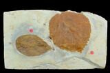 Two Fossil Leaves (Davidia And Celtis) - Montana #120792-2